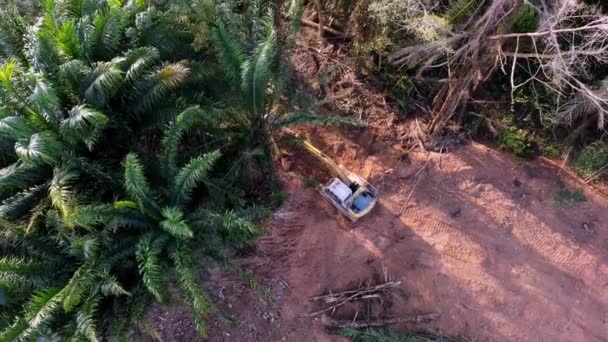Escavatore Libera Palma Vista Drone — Video Stock