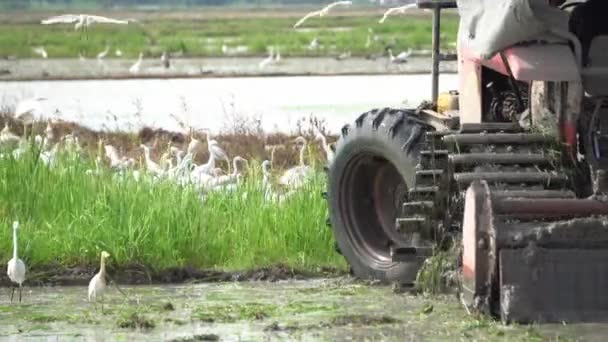 Nahaufnahme Traktor-Maschinenpflug im Reisfeld — Stockvideo