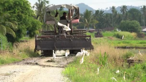 Farmář řídit traktor jede domů na venkovské cestě. Egret následuje vzadu — Stock video