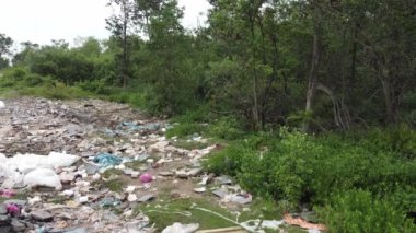 Mangrov ağaçlarının yakınındaki çöplükte maymun yemeği arıyor.