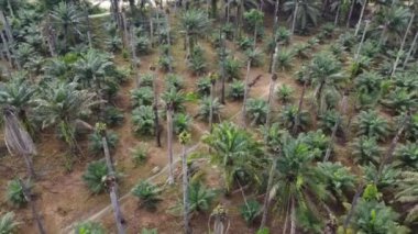 Hava rotasyonu görünümü ölü, çıplak palmiye ağacı