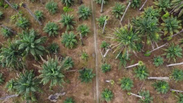 Letecký pohled dolů venkovské cesty v suché palmy olej kombi
