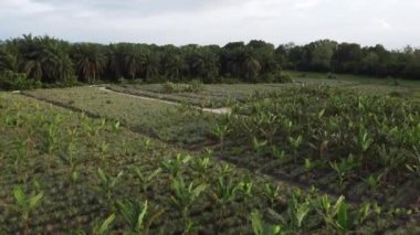Muz ağacı tarlasında kayan hava manzarası