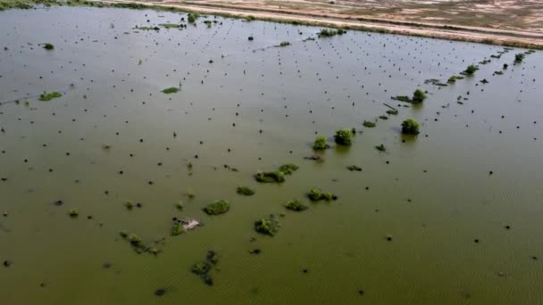 Повітря Літає Над Затопленим Мертвим Мангровим Деревом Очищає Землю Проекту — стокове відео