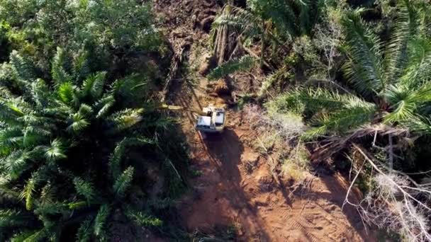 Air Melihat Bawah Ekskavator Jelas Pohon Kelapa Sawit Kering — Stok Video