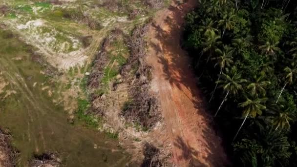 Aerial Kig Ned Tør Olie Palme Ved Siden Kokos Palme – Stock-video