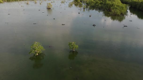 Vlieg Mangrove Moeras Dat Habitat Van Vogels Zoals Zilverreiger — Stockvideo