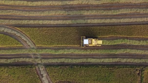 空中俯瞰黄色联合收割机收集稻田 — 图库视频影像