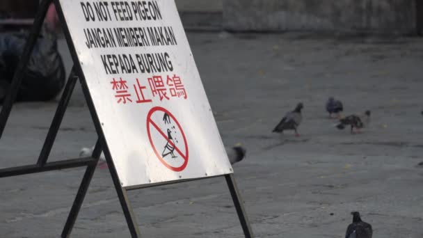 Don't feed Pigeon signboard — Stock Video