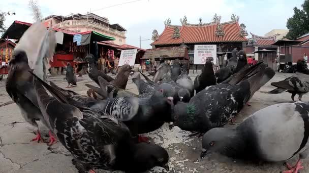 Holubi jedí a lítají s rýží — Stock video