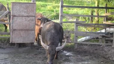 Bir grup bufalo sabah avludan ayrılıyor..