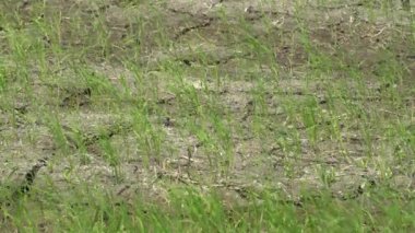 Çeltik tarlasında rüzgârda sallanan otlar