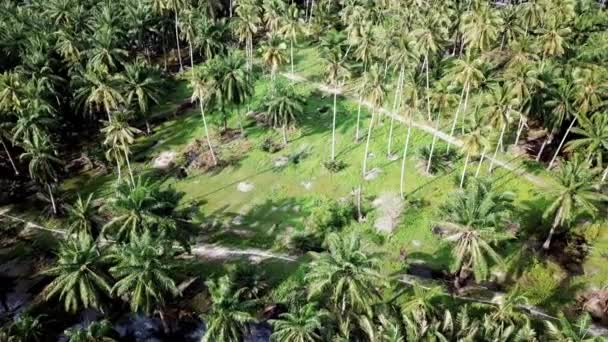 Plantacja Orzechów Kokosowych Lotu Ptaka Słoneczny Dzień Malezji Azja Południowo — Wideo stockowe