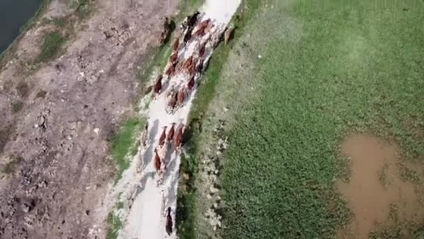 Воздушный Взгляд Вниз Группа Коров Ходить Сельской Тропинке Жаркий Солнечный — стоковое видео