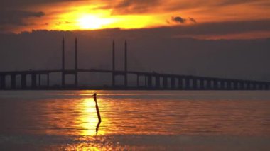 Bir kuş denizde tahta sopanın üzerinde kalır. Arka planda Penang Köprüsü var. Gün doğumunda denizi aşıyor..