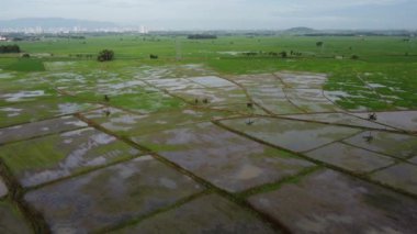 Su mevsiminde hava manzaralı yeşil çeltik tarlası