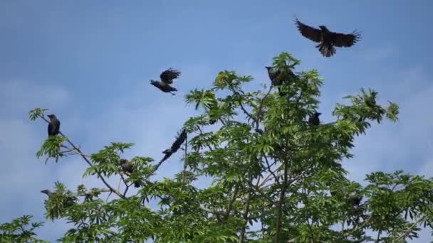 Karga Sürüsü Ağacın Tepesinde Uçuyor — Stok video