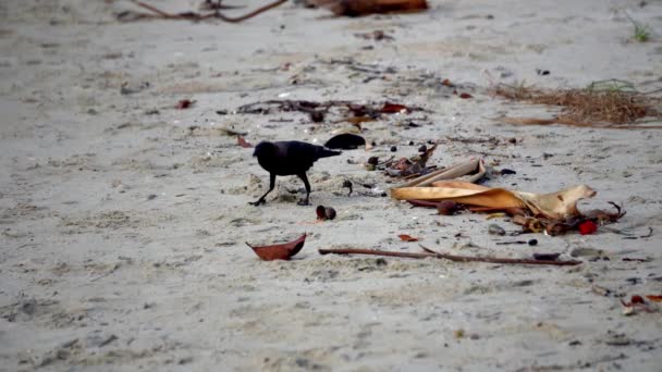 Crow Search Food Dirty Beach — Vídeos de Stock