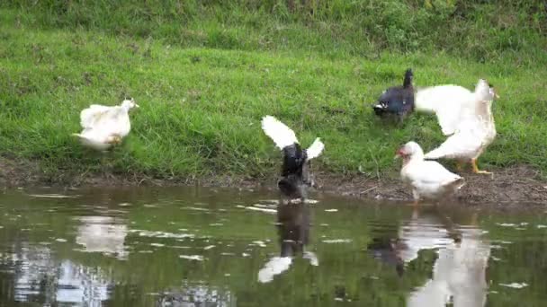 Ördekler Kanadı Nehrin Yakınına Yaydılar Ördekler Yüzer — Stok video