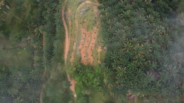 Aerial Top View Oil Palm Estate Low Cloud Day — Vídeos de Stock