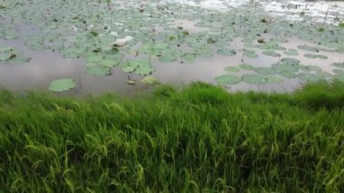 Çeltik tarlasından nilüfer havuzuna doğru ilerle.