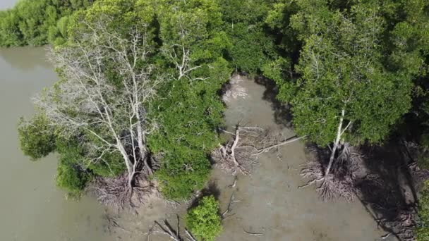 Flygfoto Naken Från Grön Frodig Mangrove Träd — Stockvideo