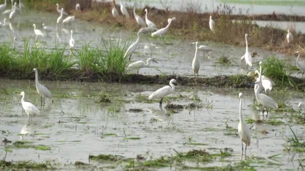 Group White Egret Birds Live Swamp — Stock videók