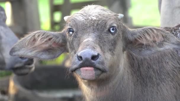 Buffalo Cattle Look Camera Cross Eye — Stockvideo