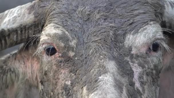 Närbild Öga Buffel Titta Ett Håll — Stockvideo