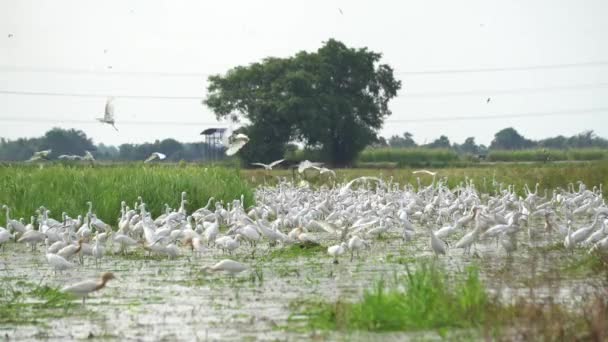 Group Egret Birds Search Food Paddy Field — Stock video