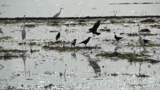 湿地で食料を探しているカラスとサギの鳥 — ストック動画