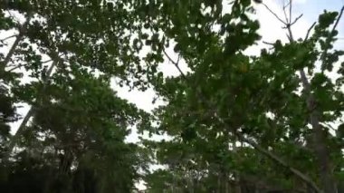 Yeşil ormanda dolaş ve bulutlu bir günde yeşil ağaca bak.