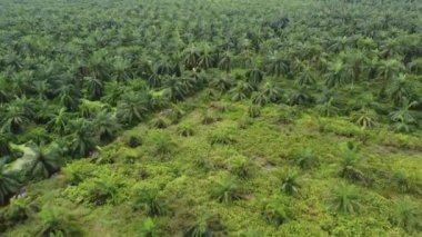Gökyüzü manzaralı genç ve yaşlı palmiye ağaçları