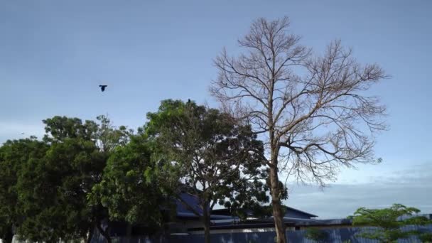 Corvos Voam Direção Árvore Nua Dia Ensolarado — Vídeo de Stock
