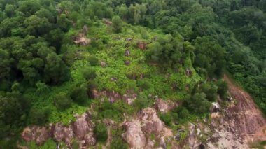 Malezya 'daki ağaçların hava manzarası
