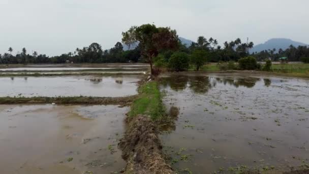 Move Dry Tree Peatland — 图库视频影像