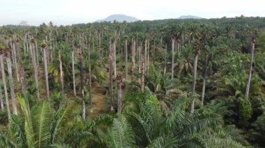 Havadan bakıldığında yapraksız, çıplak palmiye ağacı.