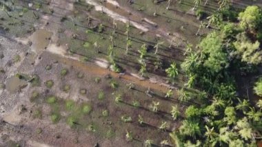 Gökyüzünden ölü palmiye ağacının gölgesine bakın.