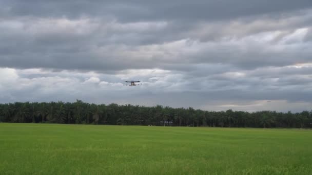 Landbouw Drone Wordt Gebruikt Pesticiden Spuiten Rijstveld — Stockvideo