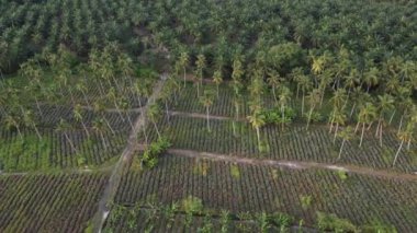 Ananas ve hindistan cevizi çiftliği havadan görünüyor.