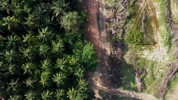 Aerial Look Dead Life Oil Palm Tree — Vídeo de stock