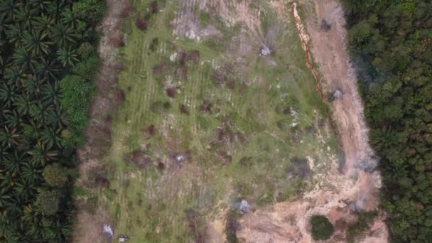 Aerial View Dead Tree Prepared Open Burning Farm — 비디오