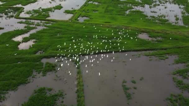 Group Egret Birds Fly Paddy Field Aerial View Look — Stockvideo