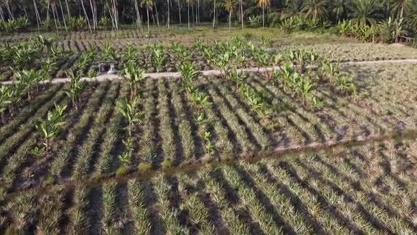 Pineapple Banana Tree Plantation Aerial View — Stockvideo
