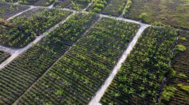 Havadan bakıldığında, ananas ve muz ağacı çiftlikte birlikte büyür.