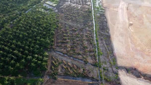 Oil Palm Tree Cut Land Clearing Aerial Look View — Vídeo de stock