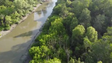 Batu Kawan, Penang 'da nehir kenarındaki hava manzaralı mangrov ormanı.