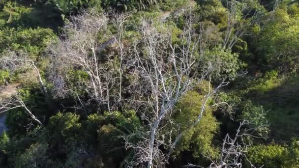 Leafless Bare Tree Green Forest Evening — Stock video