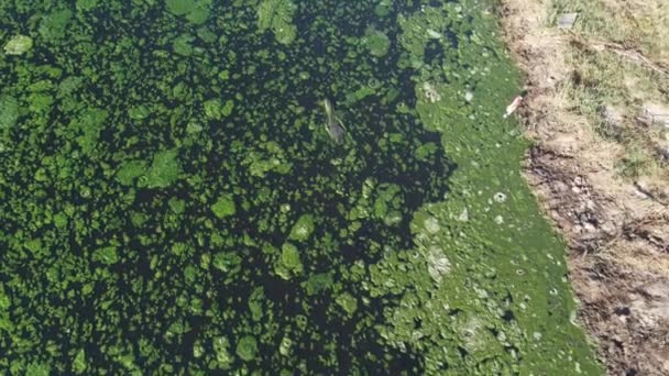 Monitor Lizard Swim River Algae — Stock video
