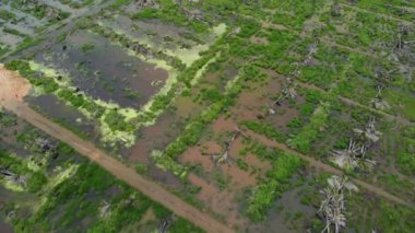 Yağ palmiyesinden arındırılmış arazi